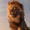 První ohlasy na Lvího krále vyzdvihují jeho vizuální stránku
