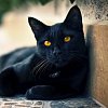 Fanoušci jsou přesvědčení o identitě černé kočky